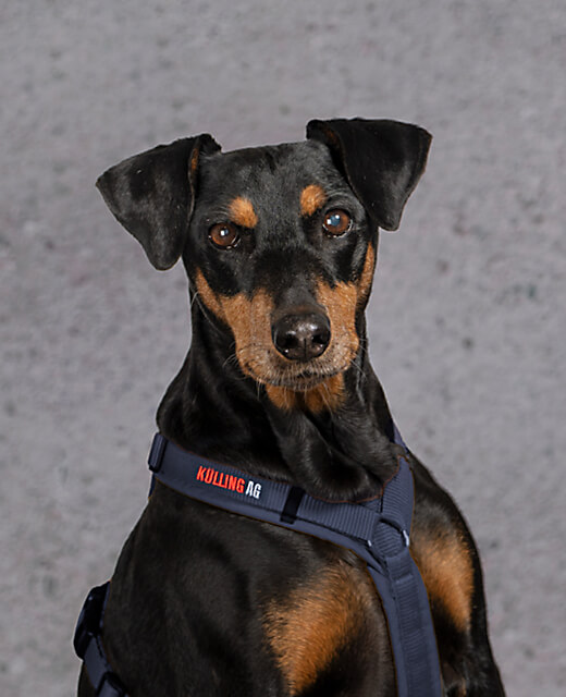 Der Hund Banja